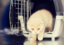 5 Tips for Choosing the Right Size for your Cat Crate/Cat Cage