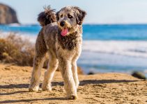 How to Choose the Right Doodle Breed For Your Family – 2024 Guide