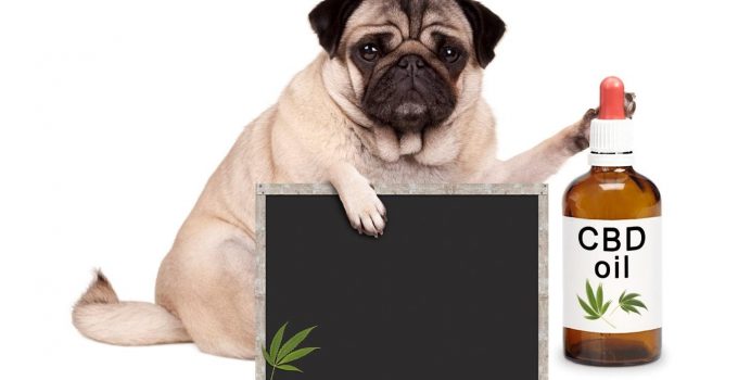 Ailments that Can be Treated by CBD Oil for Dogs