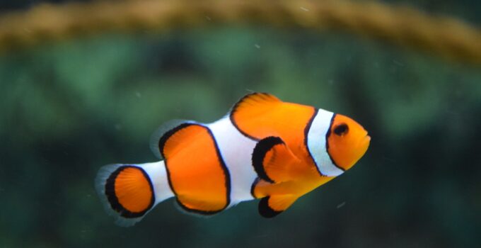 5 Tips To Keep Your Fish Tank Clean And Safe