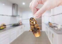 How Do You Know If You Have A Pest Infestation?