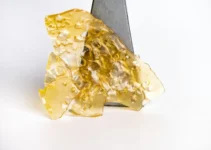 Is Shatter Canada More Potent Than Weed Edibles?