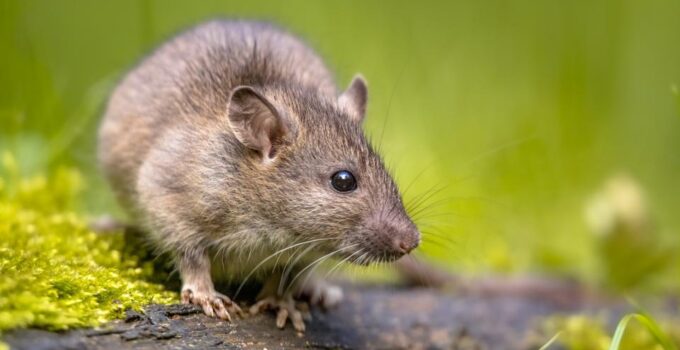 How To Prevent And Control Rats In Your House