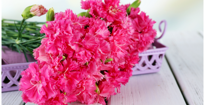 What Does the Carnation Symbolize?