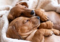 The Top 5 Sleeping Positions For Your Dog That Will Make Them Very Happy