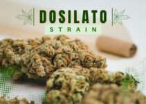 Effects of Dosilato Strain ─ How it Affects Your Mind & Body