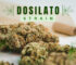 Effects of Dosilato Strain ─ How it Affects Your Mind & Body