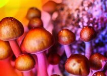 The Benefits of Magic Mushrooms ─ Understanding the Medicinal Properties