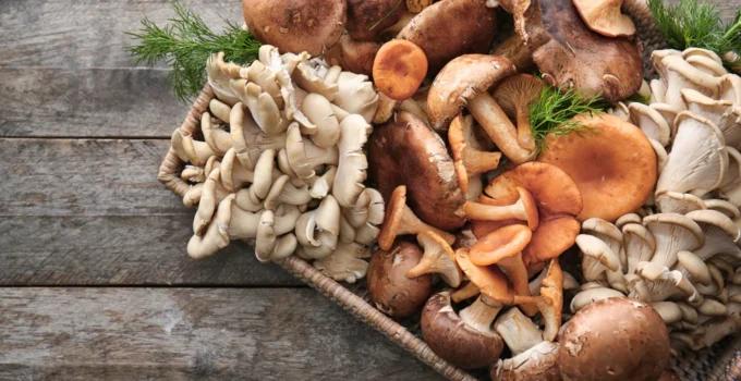 Mushroom Extract Supplements ─ Possible Advantages, Potential Side Effects, and More