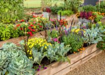 Can Vegetables Be Planted in Raised Bed?