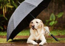 Keeping Your Dog Safe and Dry During a Rainy Day Walk: 7 Essential Tips and Tricks