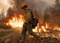 Everything You Need To Know About Wildfire Lawsuits