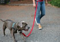 A Closer Look at Invisible Dog Leashes