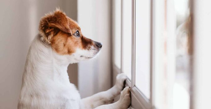 Techniques to Ease Your Dog’s Separation Anxiety