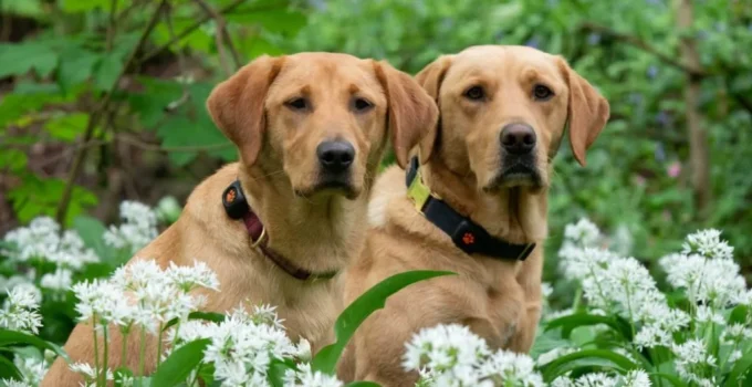 Most Loved Family-Friendly Dog Breeds