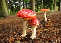 The Ecological Role of Amanita Muscaria