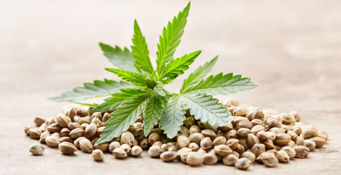 Sustainable Growth ─ Exploring the Eco-Friendly Practices in the Marijuana Seed Business