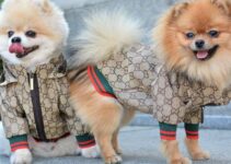 Top 11 Fashion Brands That Design Trendy Dog Clothing
